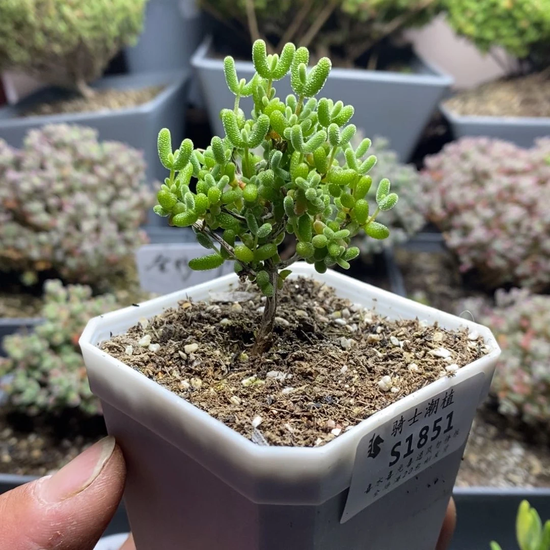 1851蜜橘糖球枝干