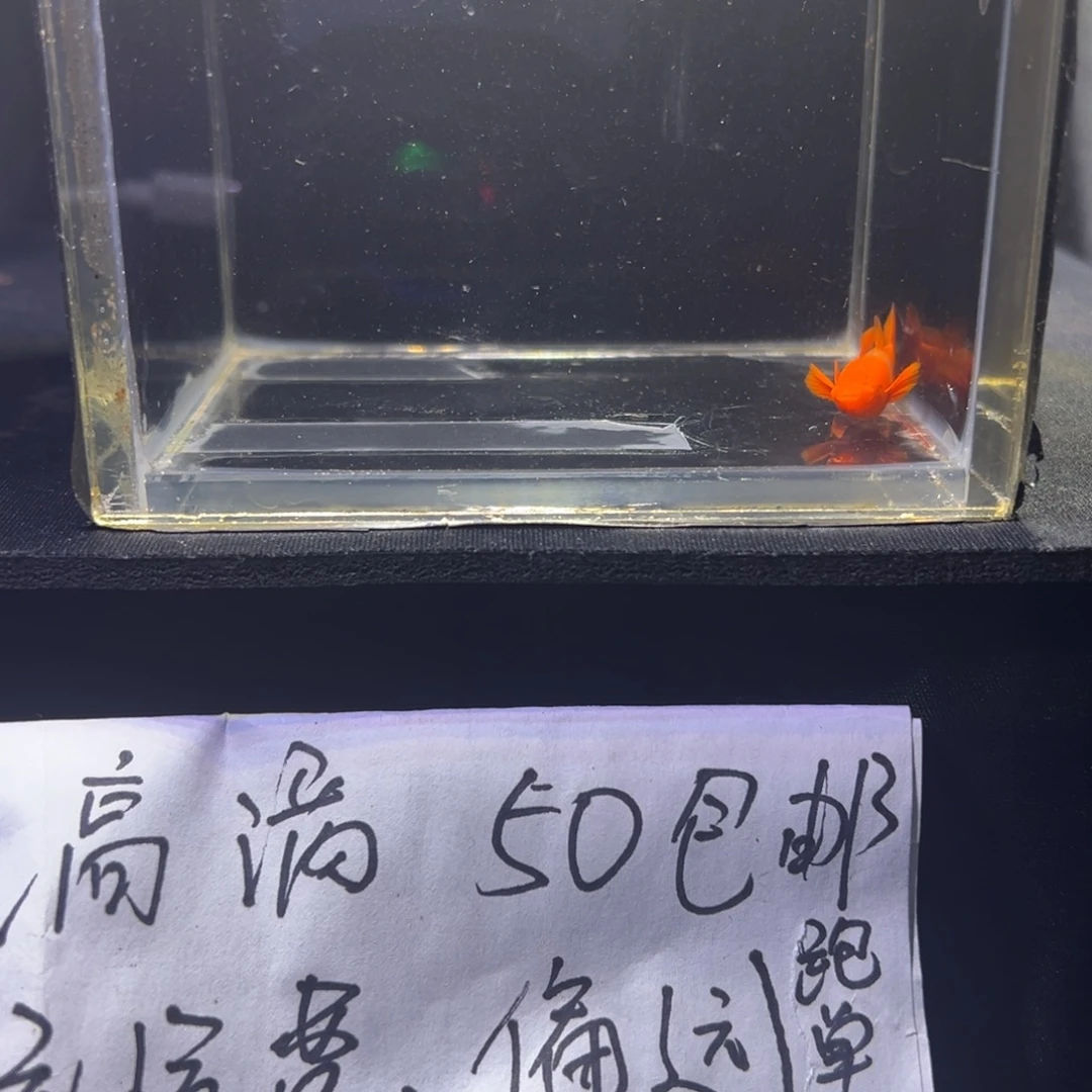 孔雀鱼红头双分水孔雀鱼36
