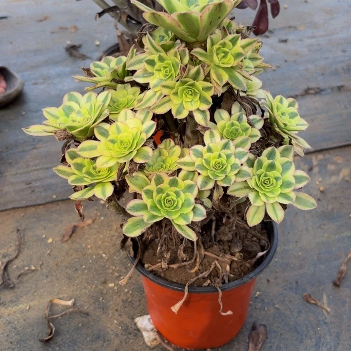 瑞妈多肉园艺513保时