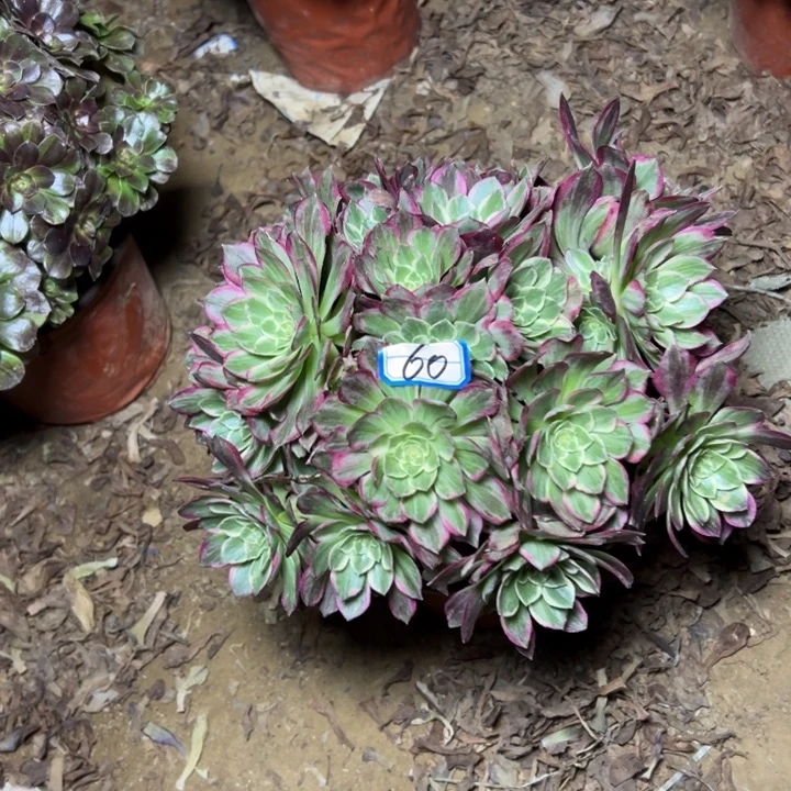 多肉植物万彩灯60