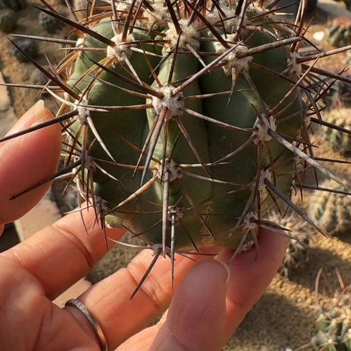 仙人球，暴龙丸，有根