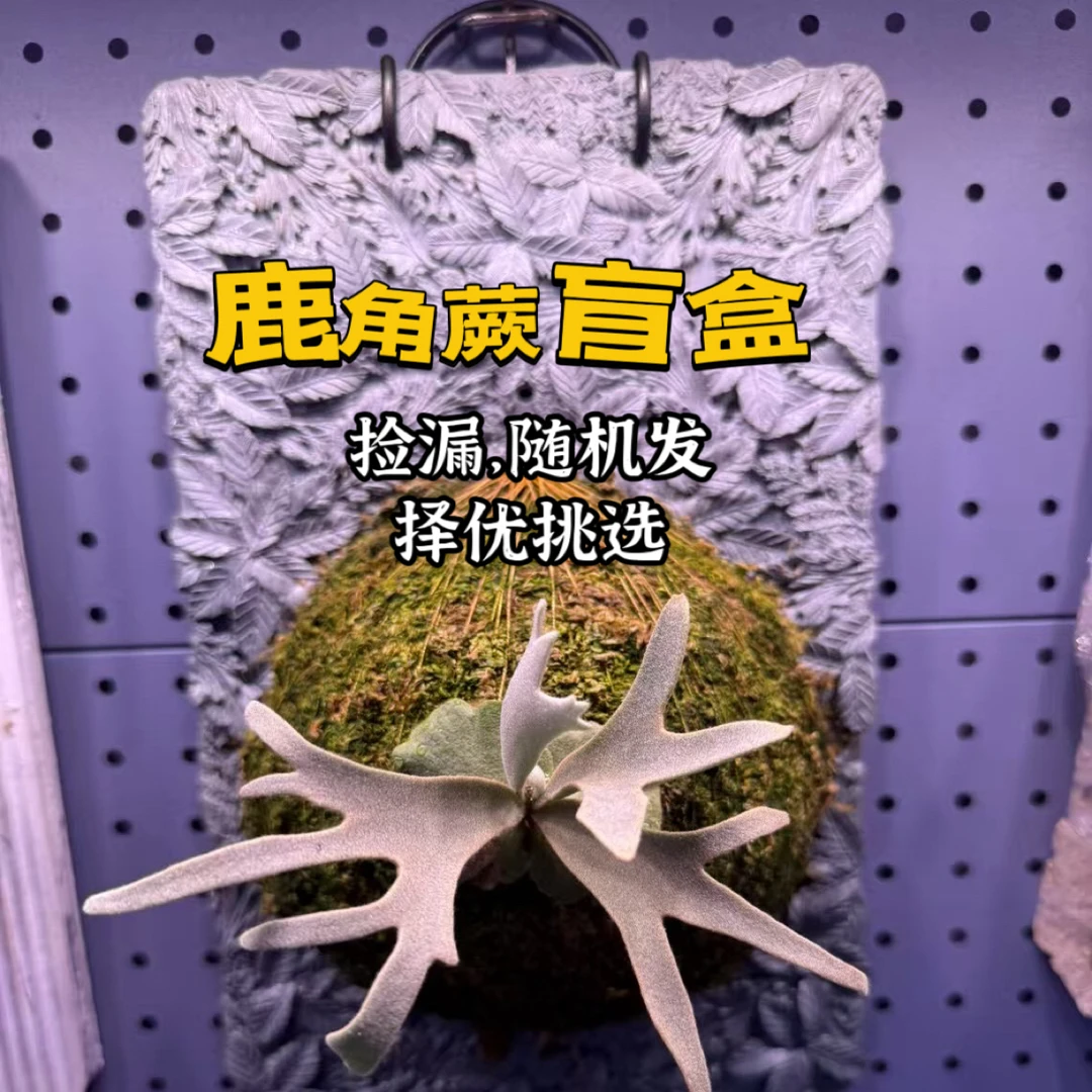 鹿角蕨盲盒 （有配花牌） 来体验拆盲盒的乐趣