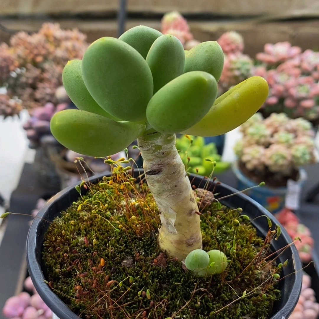 325芒果奶6cm多肉