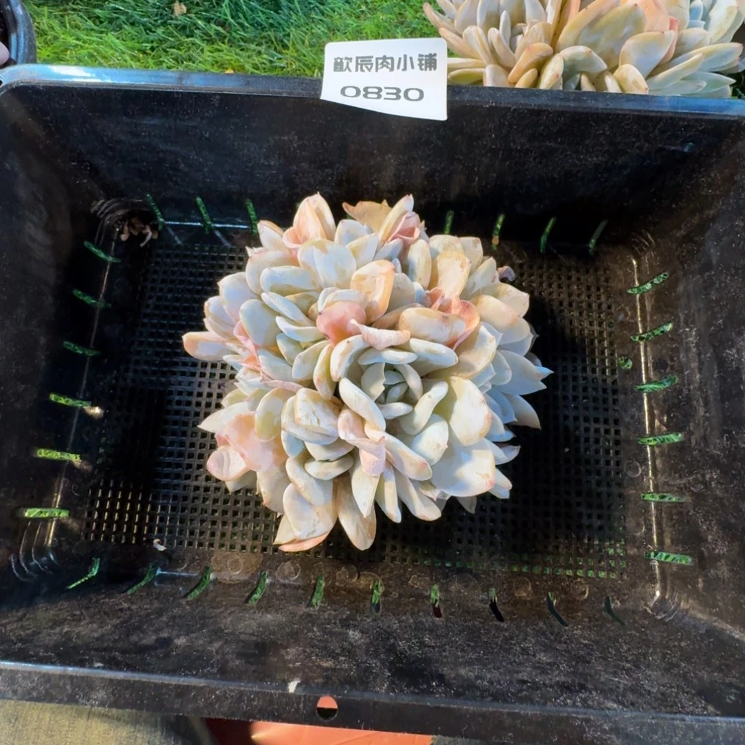 裹***光多肉植物雪特0830