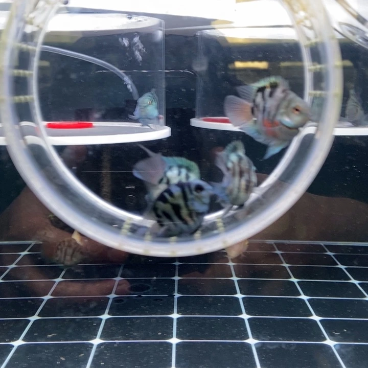 鹦鹉鱼微瑕精品基因四条