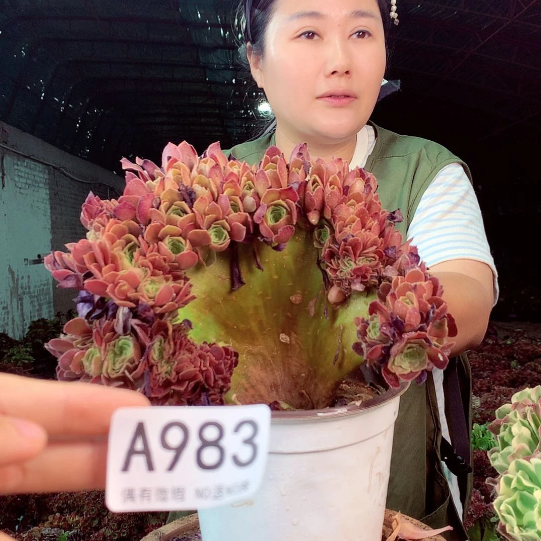 无花朵柒哥多肉法师不包侧断枝983 处理