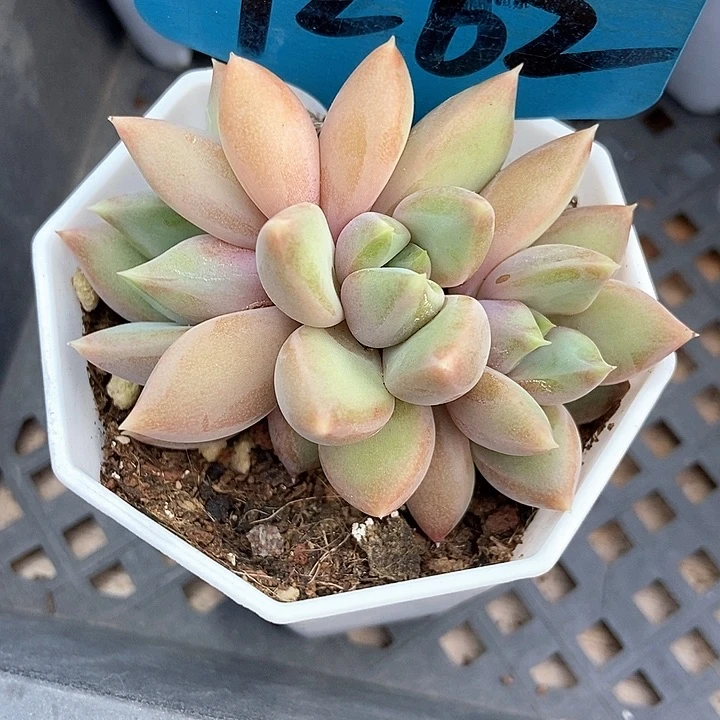 落**烟多肉植物红象牙7262