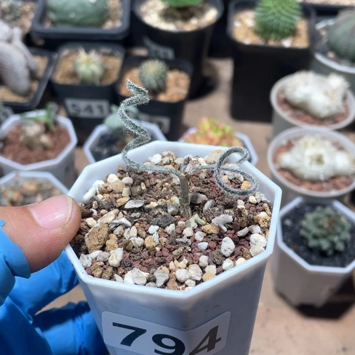 C****G794gv毛叶弹簧草