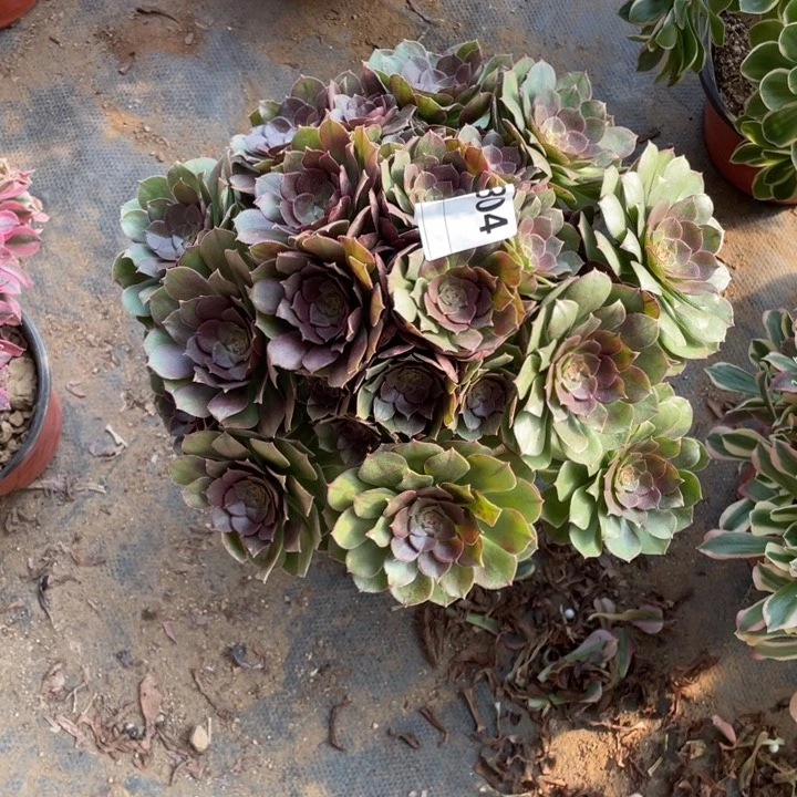 多肉沙拉碗法师304