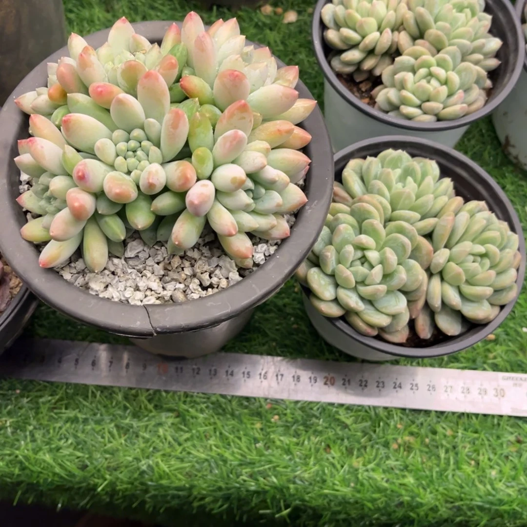 脱土发货美人。。。