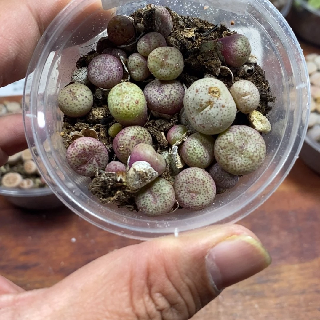 多肉蛋炒饭（小金橘）521