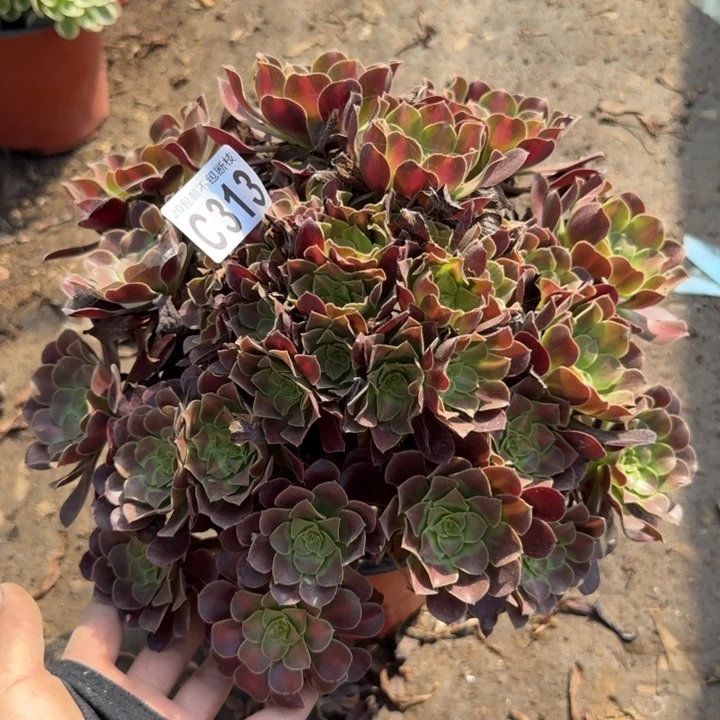 花娜……多肉植物……