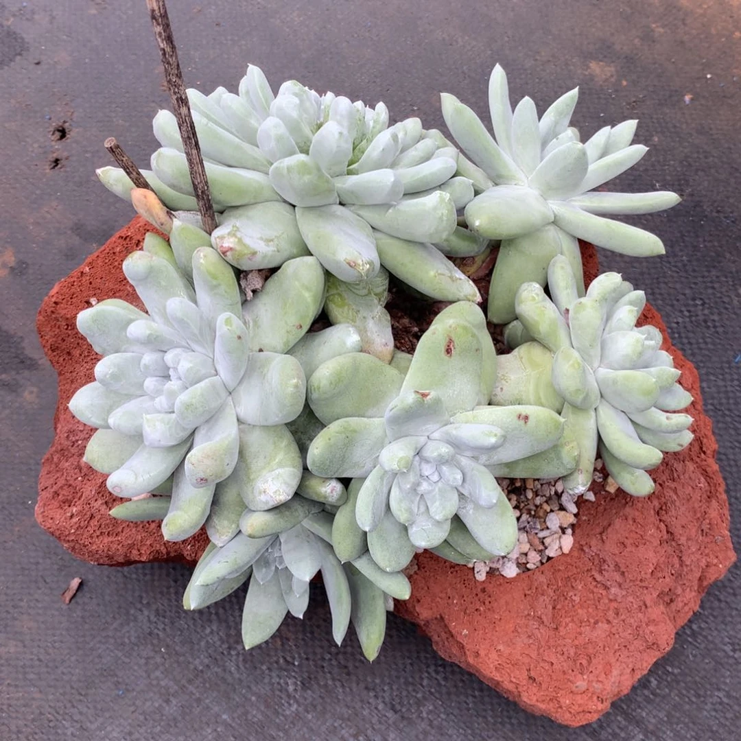 全部花朵拇指瑕疵出，仙女杯多肉