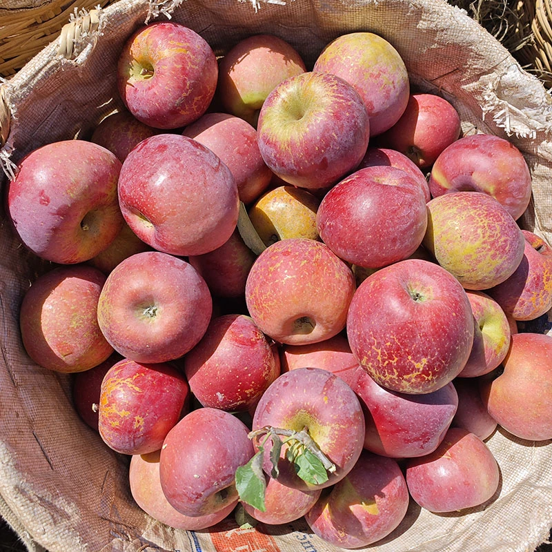 活动】大凉山新鲜红将军丑苹果当季新鲜水果现摘2025年盐源新果
