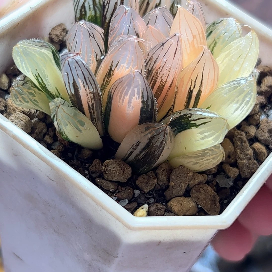 胭脂锦十二卷多肉植物