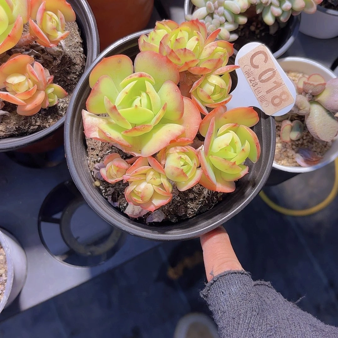 C018碧桃一物一拍