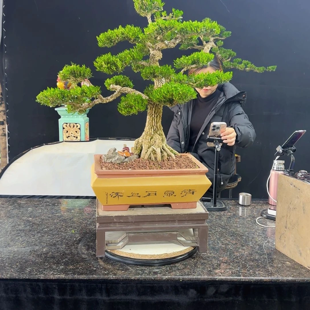 当前无花朵，栽培后可花朵