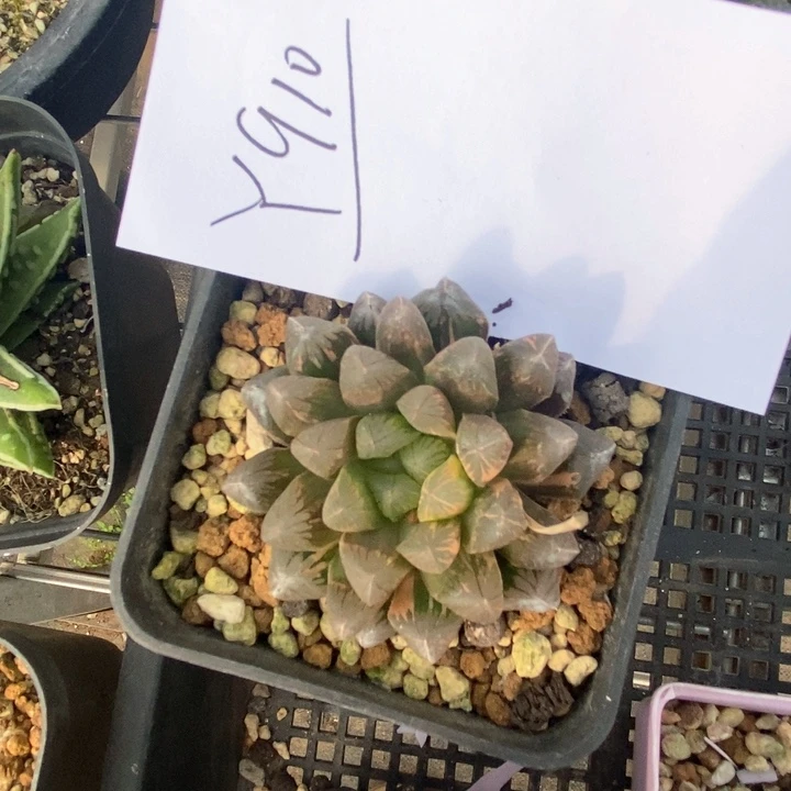 910。 一颗实生玉露锦。