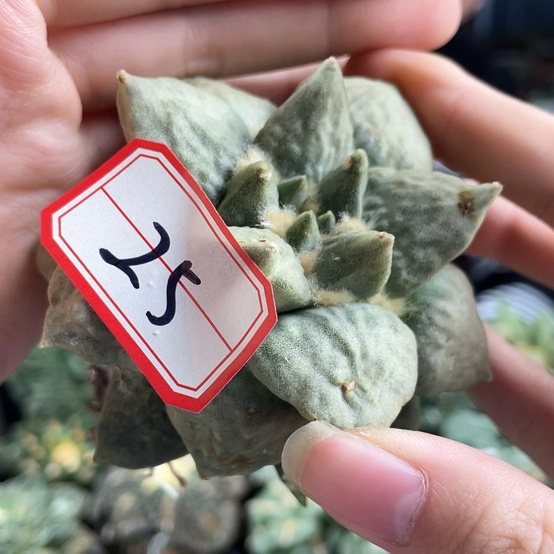 25号自根脏的龙牙牡丹