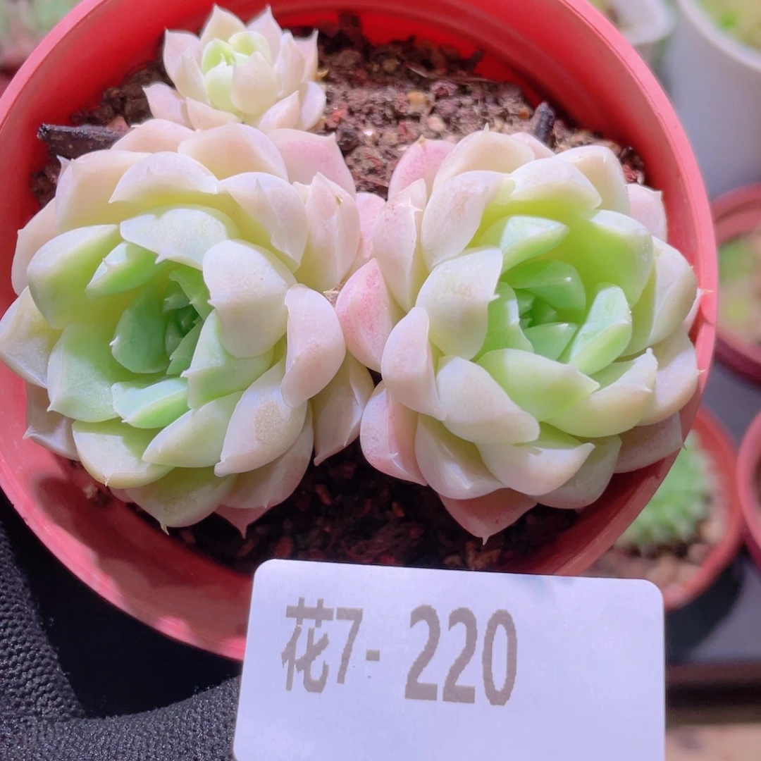 花利美7-220白月影