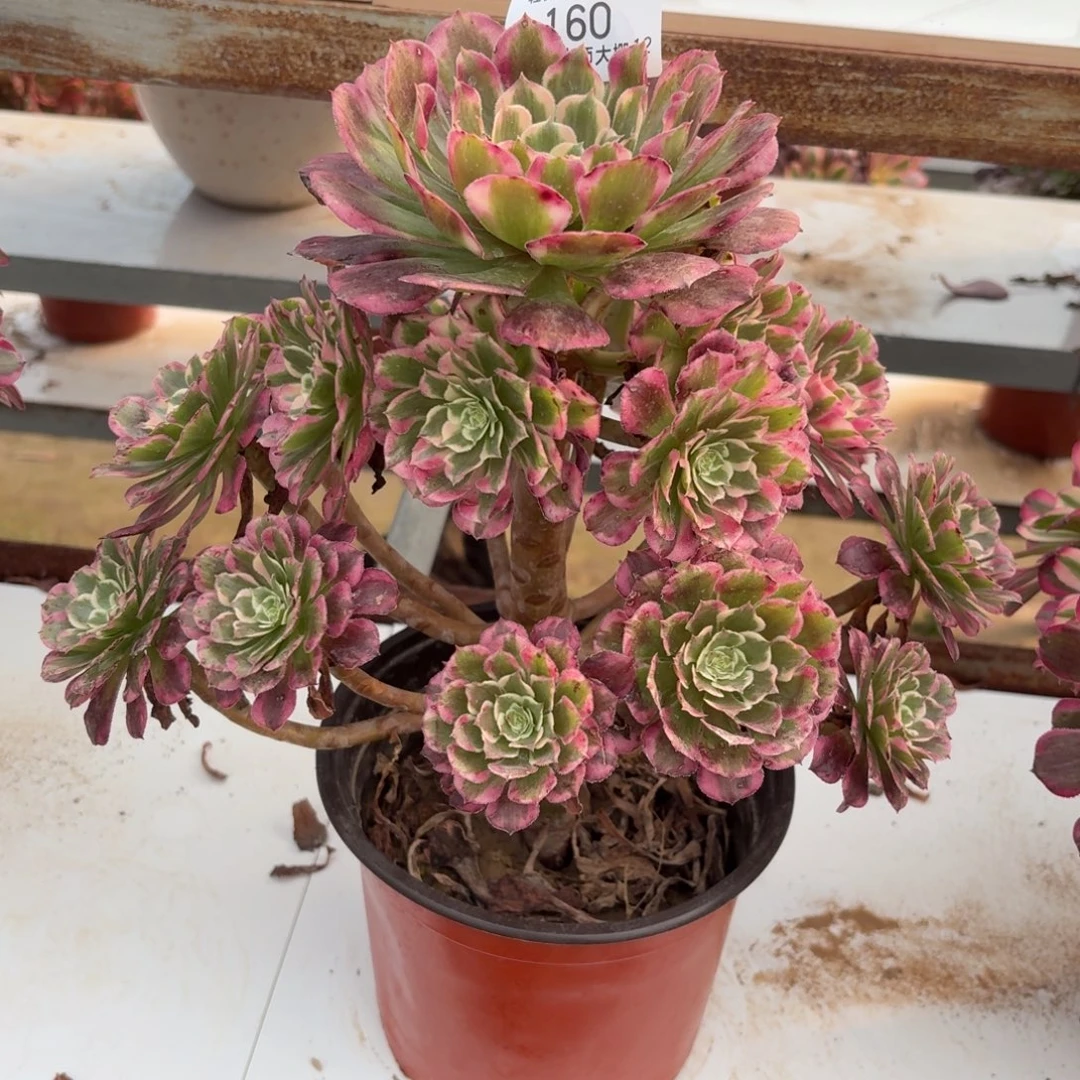 '160霁月多肉植物法师