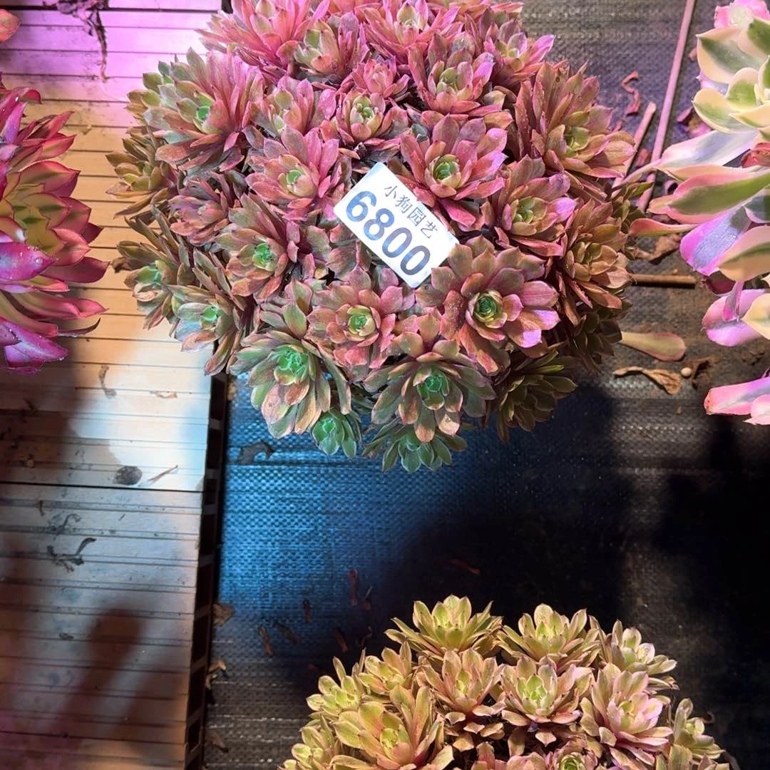 芊***肉粉黛多肉植物6800