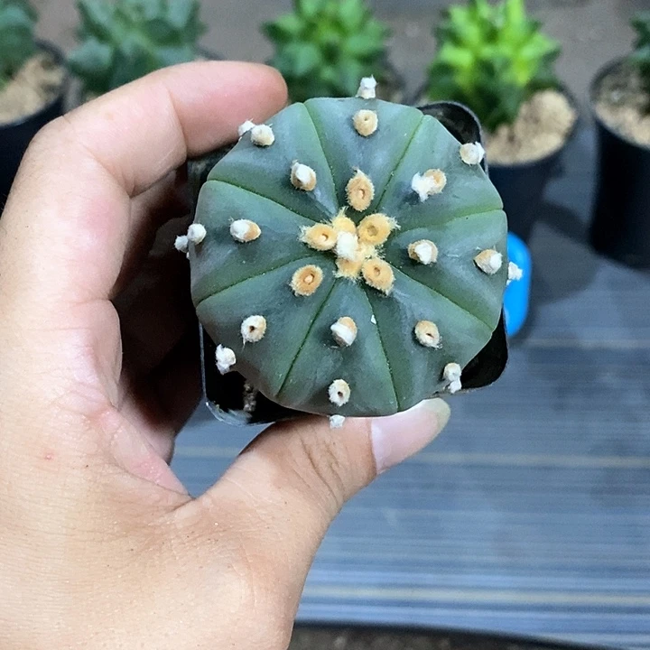 相****琉璃实生脱土发货