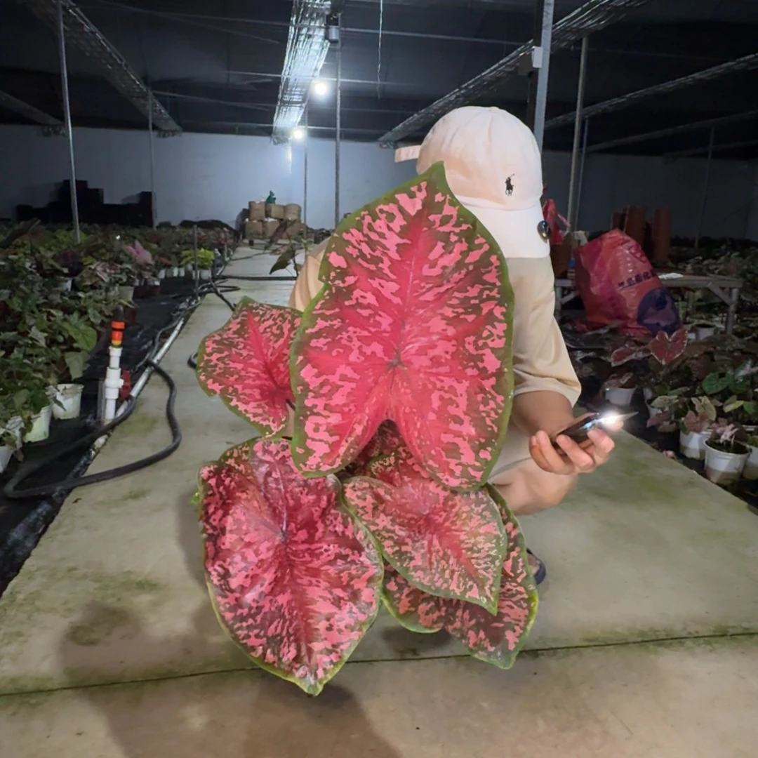 海***糖无花朵粉红豹   00214