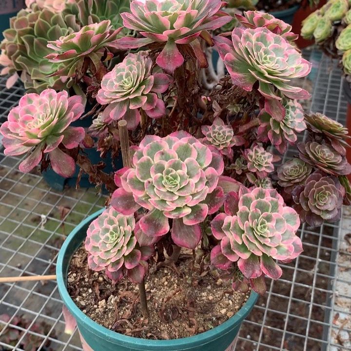 442霁月多肉植物特价