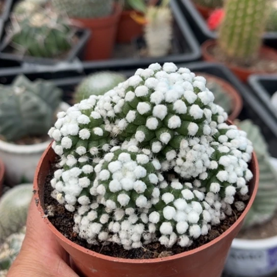 当前无花栽培后可以开花多头芳香丸