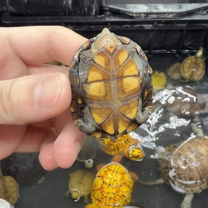 宠物龟不分公母红面
