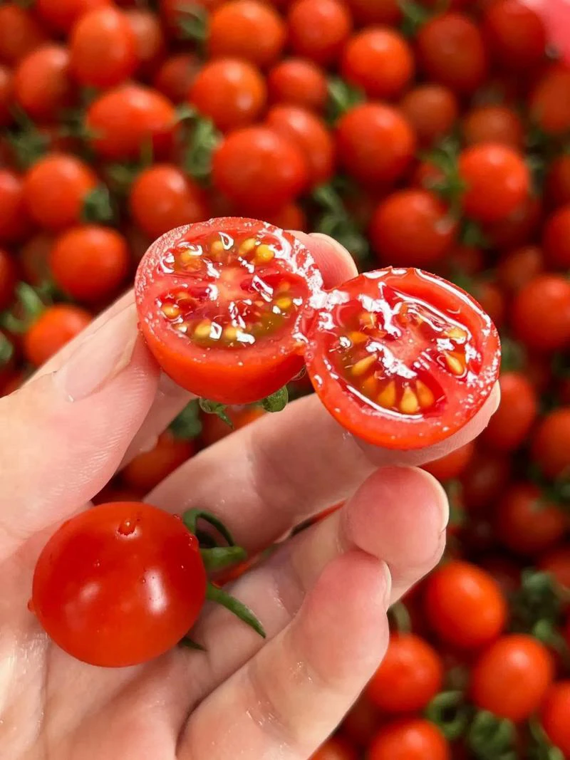 广东电白千禧小番茄 （2.5斤净果）番茄同城配