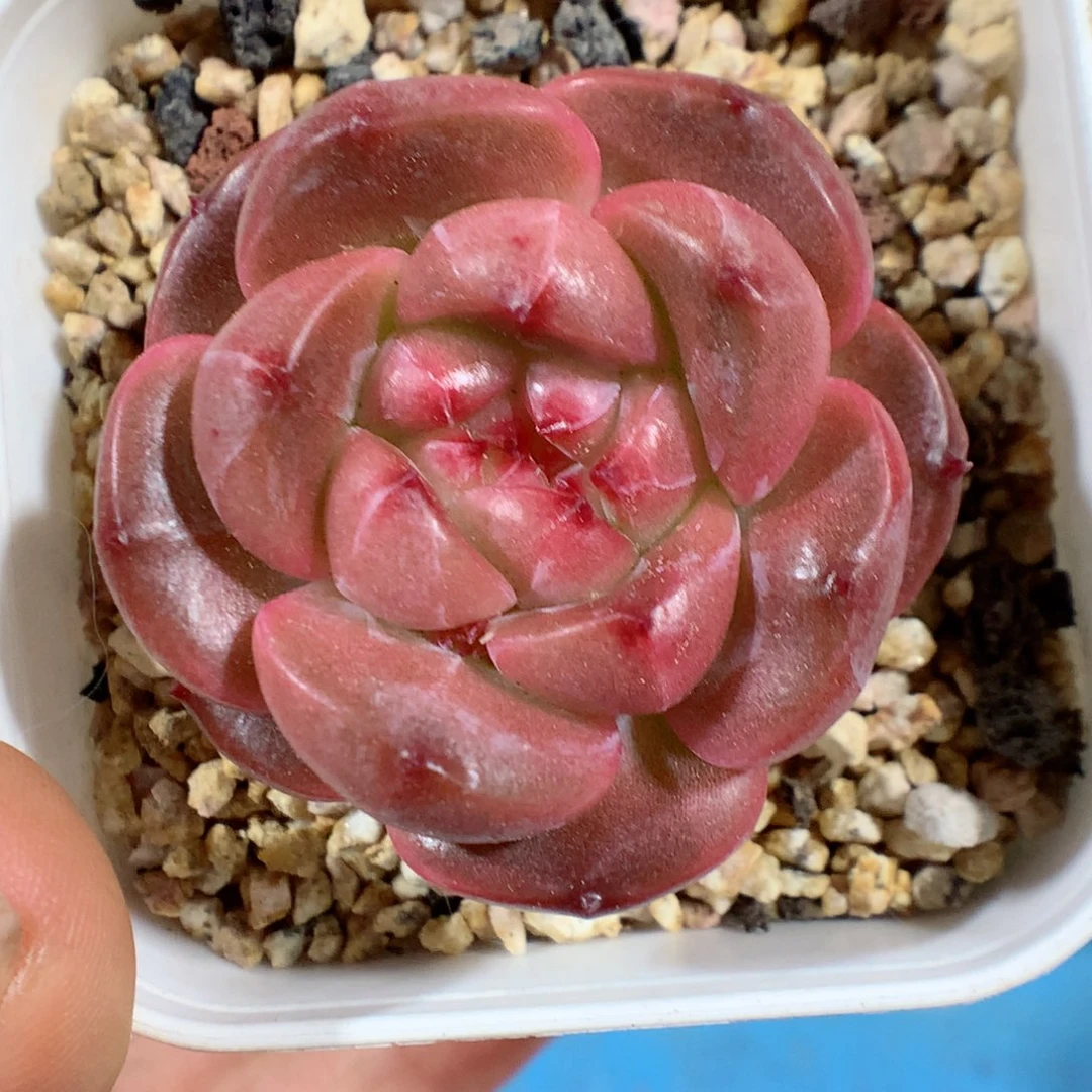 58包邮  群生不包整 珍妮57