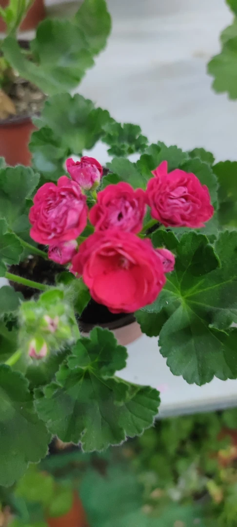 万岁玫瑰直立系大花球