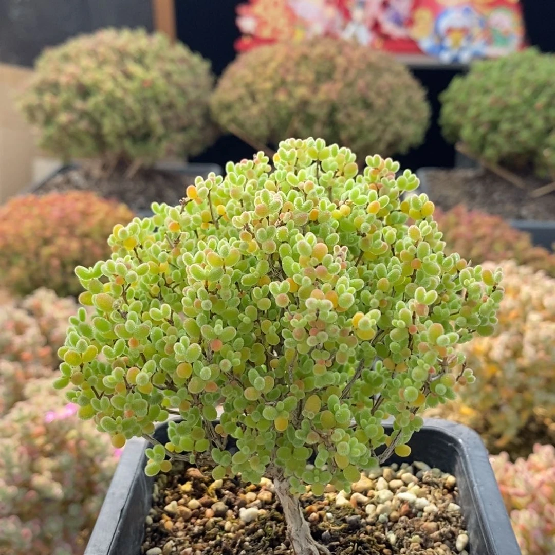 M****馆蜜橘糖球7472枝干番杏