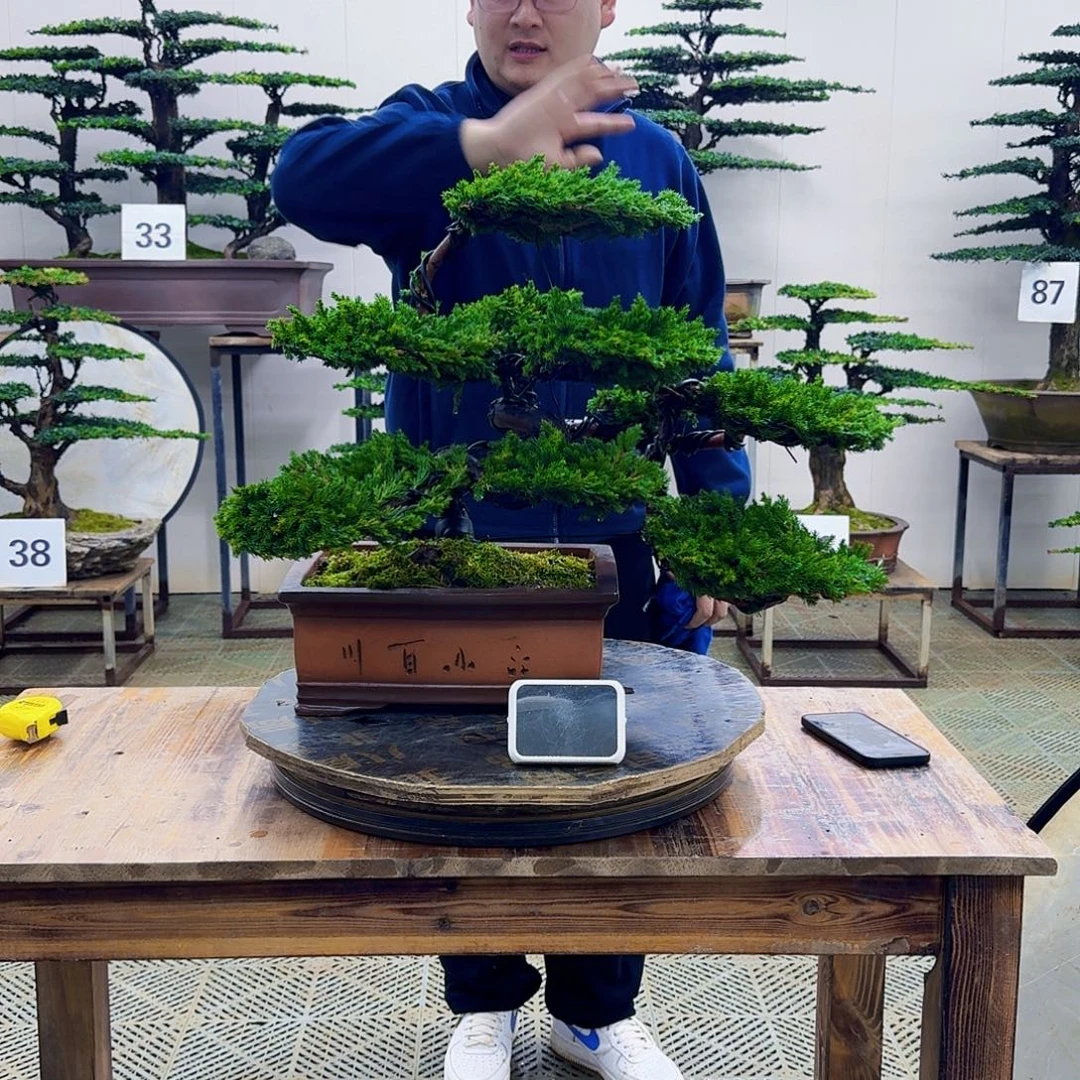 无花朵柏树造型盆景