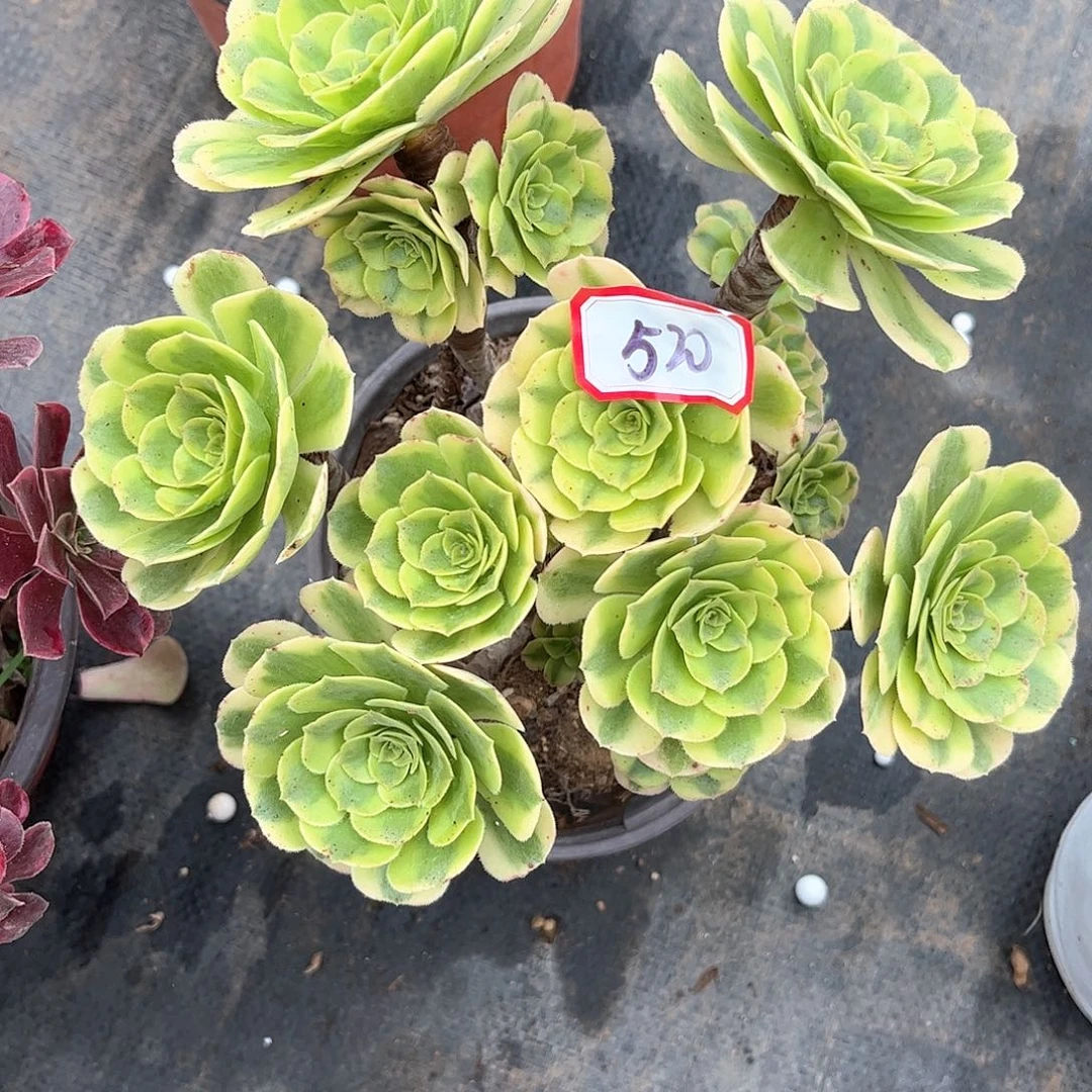 多肉植物520好多肉都