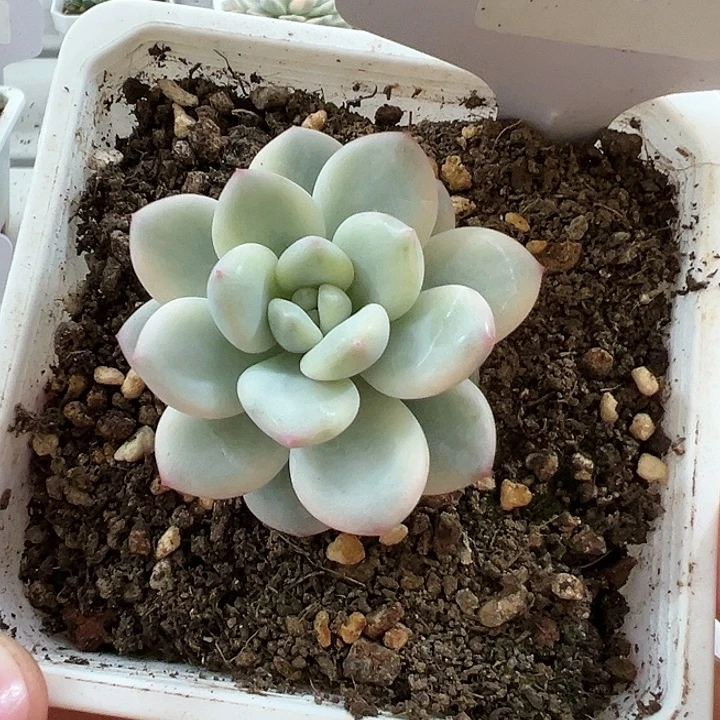 1000号白马香水锦多肉