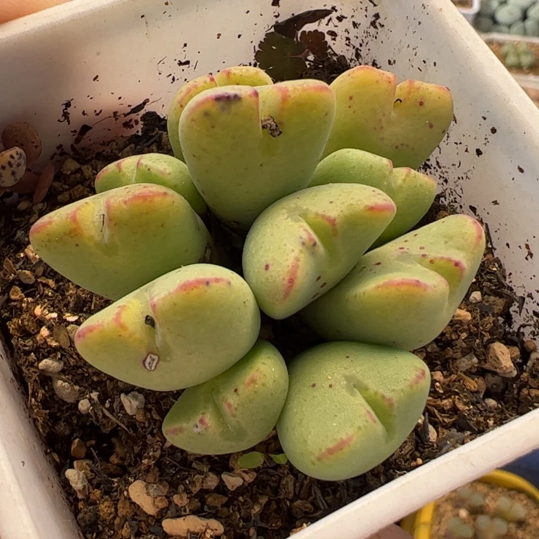 157多肉植物百科
