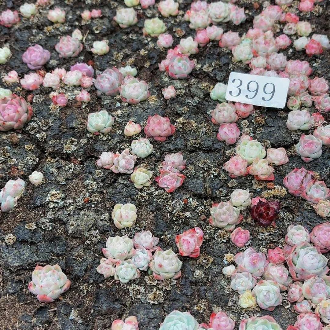 多肉植物多肉植物399