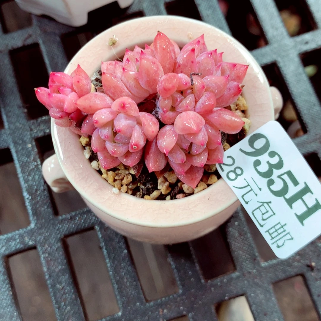 5厘米盆精控多肉935