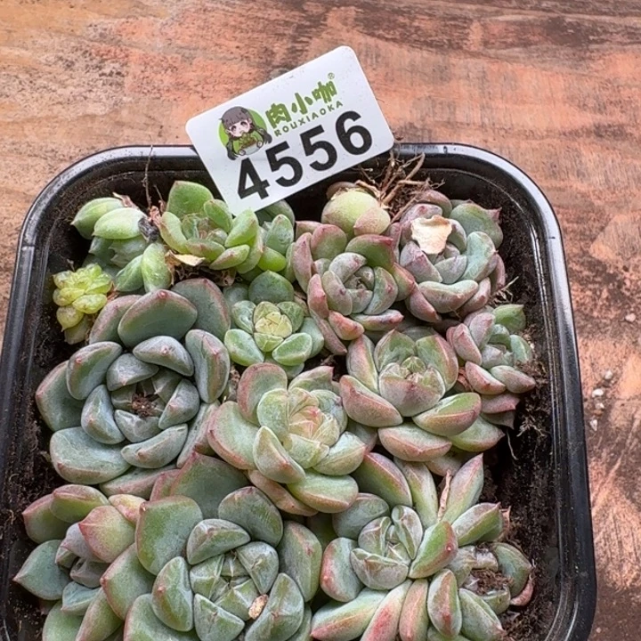 蜜***兔多肉植物多肉植物