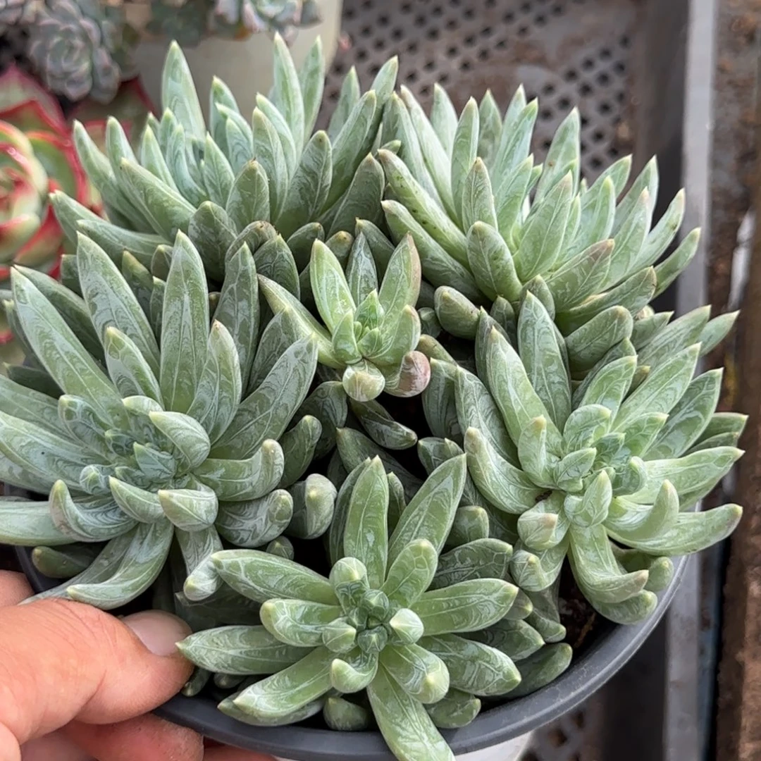 炫彩星惊鸿一物一拍包装收缩花旱