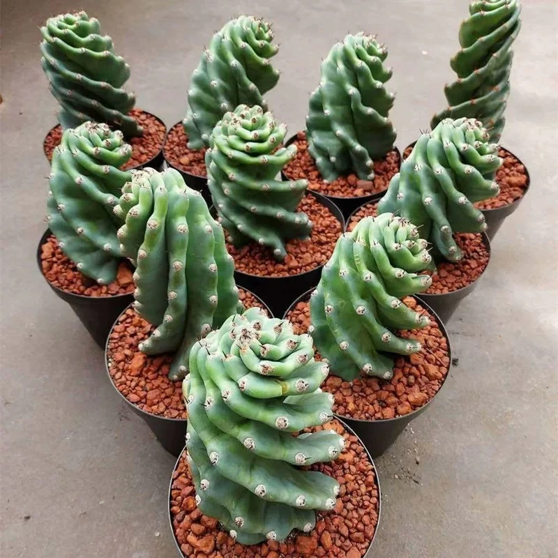 龙卷风一一仙人球开花局美皮实好养多肉植物广东可以露养实生