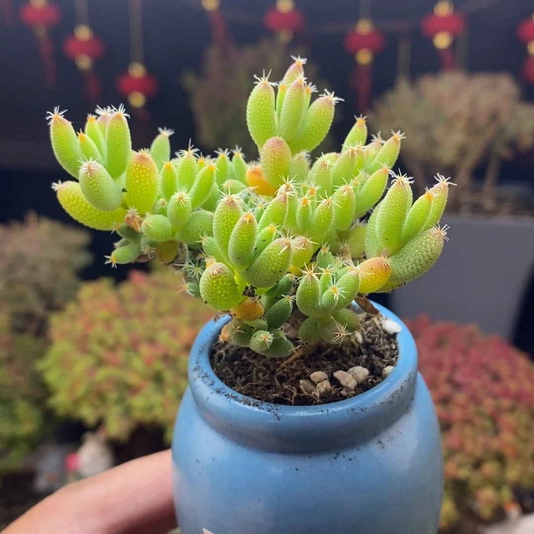 18号实生玉米枝干多肉