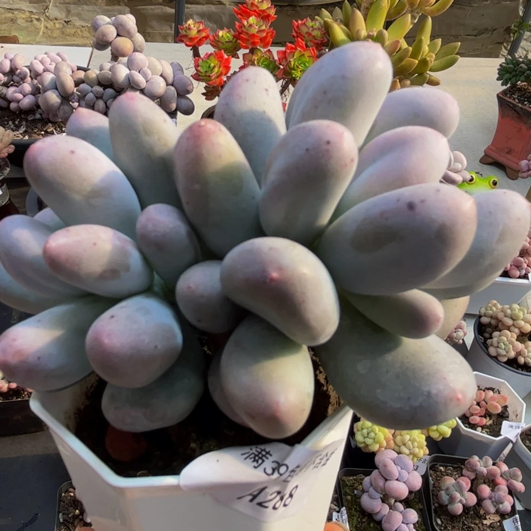 288/8cm米可奶多肉