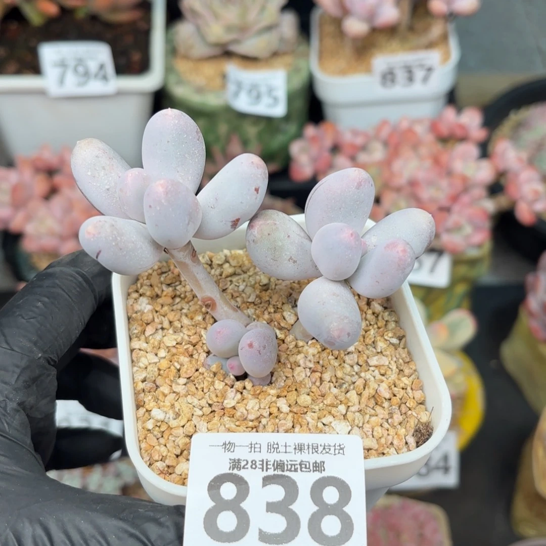 米可奶无盆土发货