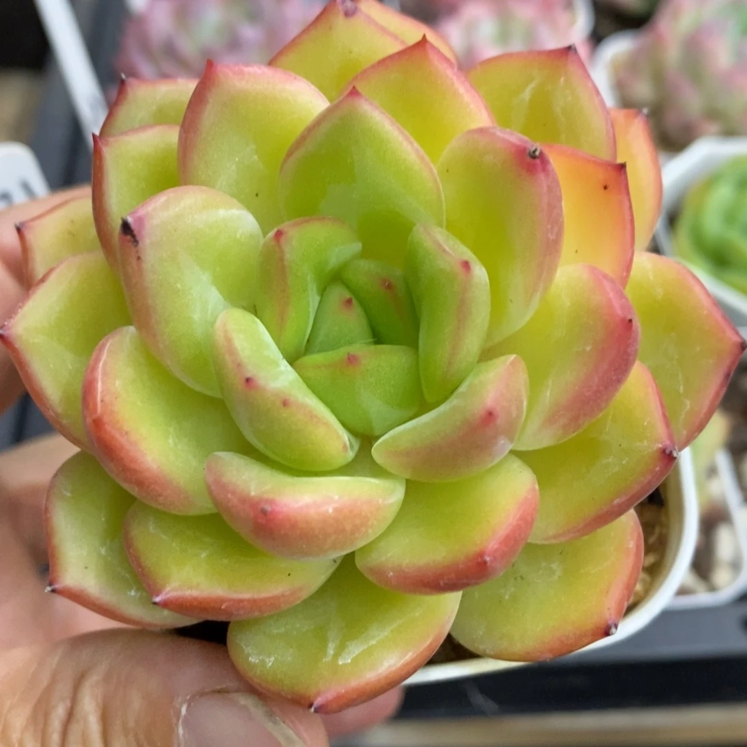 精品多肉一物一拍不包整11