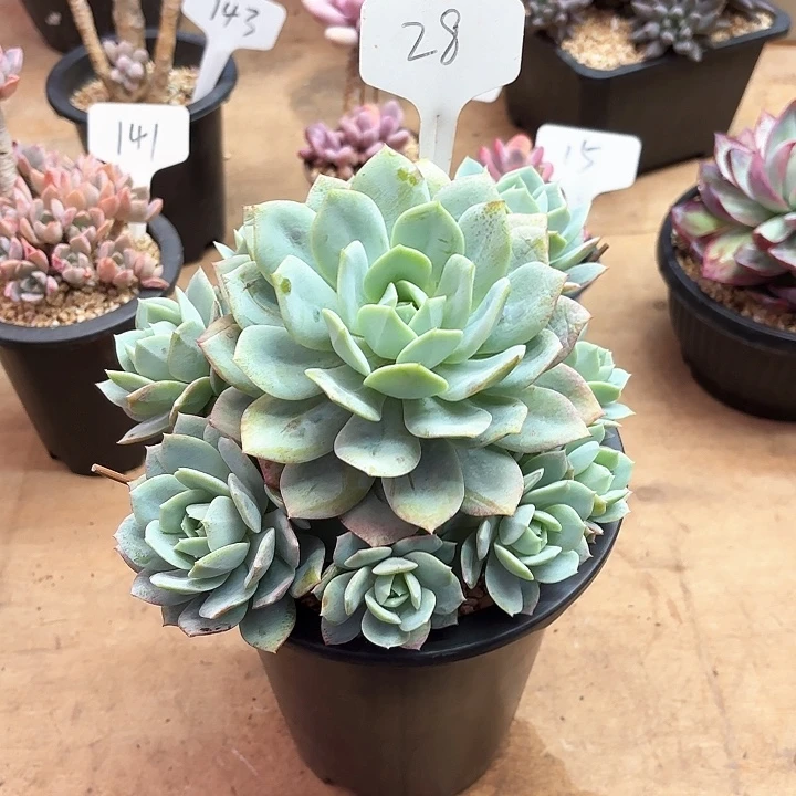 多肉植物，恋曲28号