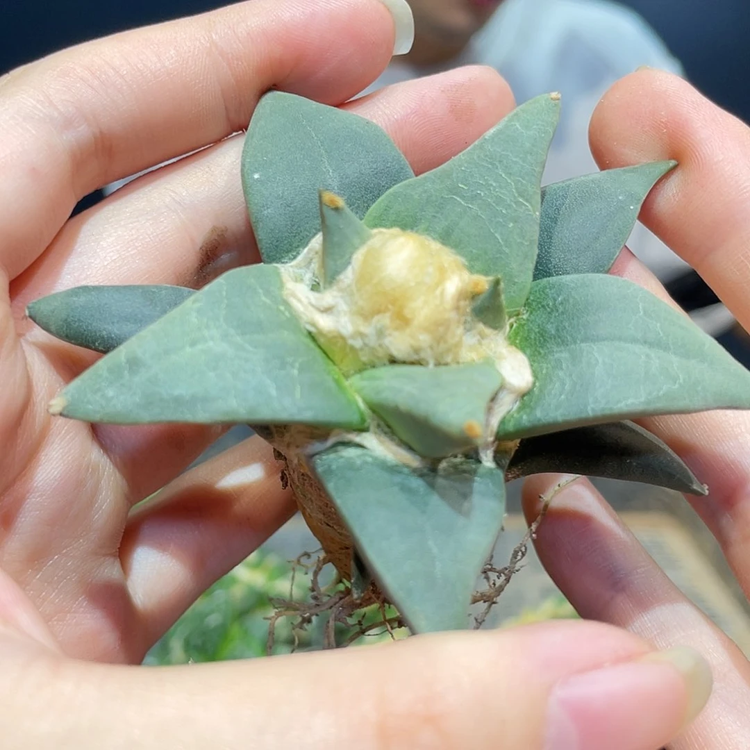 7.5cm实生潜力青瓷牡丹带微怒